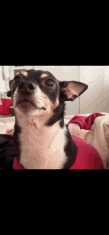 a small black and white dog wearing a red shirt is looking at the camera