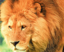 a close up of a lion 's face with a blurred background