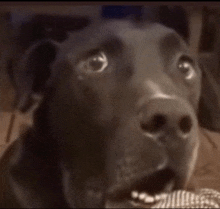 a close up of a dog 's face with its mouth open and a surprised look on its face .