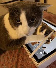 a gray and white cat is sitting on top of an ipad .