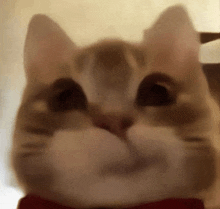 a close up of a cat wearing a red bow tie looking at the camera .