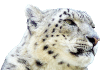 a close up of a snow leopard 's face against a white backdrop