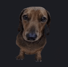 a brown dachshund is looking at the camera with a black background