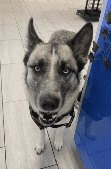 a husky dog wearing a bandana and a collar looks at the camera