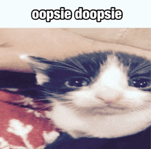 a black and white cat laying on a blanket with the words oopsie doopsie above it