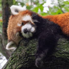 a red panda sleeping on a tree branch