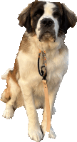 a brown and white dog with a leash around its neck looks at the camera