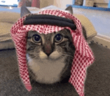 a cat wearing a red and white checkered scarf around its head .