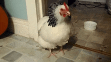 a white chicken is standing next to a white bowl on the floor