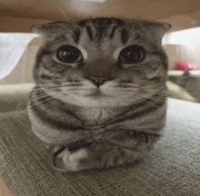 a cat is sitting on a couch with its arms crossed .