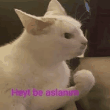 a white cat is sitting on a couch with the words `` heyt be aslani '' written on it .