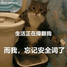 a cat is sitting next to a toilet with chinese writing on it .