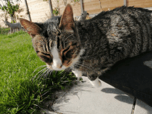 a cat is sitting on a person 's lap looking at the grass