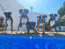 a group of boxer dogs standing on the edge of a pool