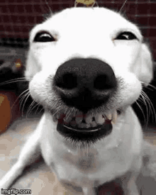 a close up of a dog 's face with a bug on its head .