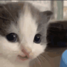 a close up of a grey and white kitten with blue eyes looking at the camera .