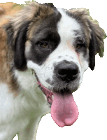 a brown and white dog with its tongue sticking out