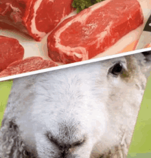 a close up of a sheep 's face next to raw meat