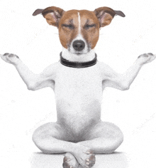 a dog is sitting in a lotus position with its legs crossed