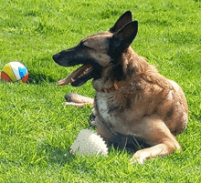 a dog laying in the grass with its mouth open