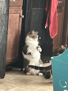 a cat is sitting on its hind legs next to another cat