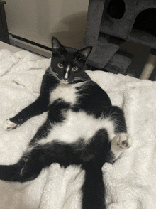 a black and white cat laying on its back on a blanket