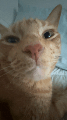 a close up of a cat 's face looking at the camera