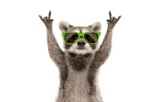 a raccoon wearing green sunglasses is making a horn sign