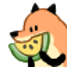 a fox is eating a slice of melon .