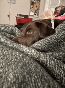 a brown dog laying on a grey blanket with a pink toy in its mouth