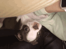 a brown and white puppy laying on a couch