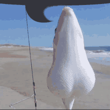 a fish that looks like a nose is hanging from a hook on a beach