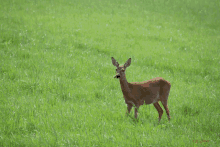 a deer standing in a grassy field with a picture of it taken by r. j. zimmer