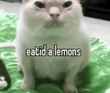 a white cat is sitting on a green blanket with the words eatid a lemons written on it .