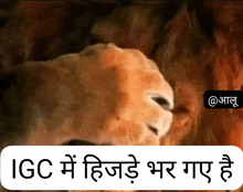 a picture of a lion with the words igc in the upper right corner