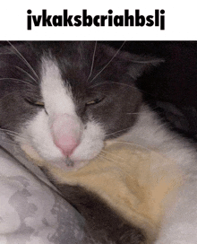 a gray and white cat laying on a bed with the words ivkaksbriahbsli above it