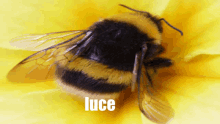 a close up of a bee with the word luce on the bottom