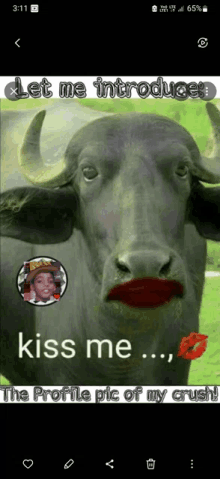 a picture of a bull with red lips and the words kiss me the profile pic of my crush