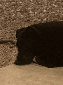 a black dog is laying down on the ground