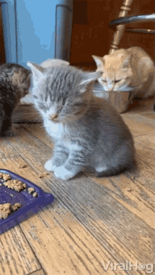 a kitten is sitting on a wooden floor next to a bowl of food with the words viralhog written on the bottom