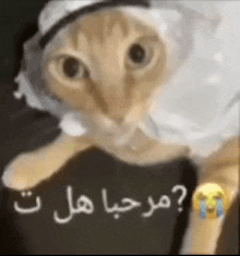 a close up of a cat wearing a hat and a scarf with arabic writing on it .