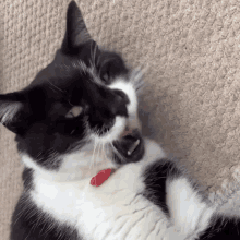 a black and white cat with a red collar on