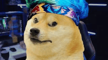 a dog wearing a bandana and a wig .