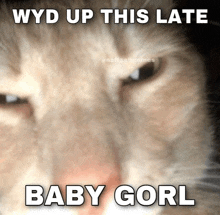 a close up of a cat 's face with a caption that says wyd up this late baby gorl