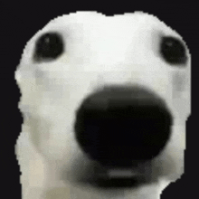 a close up of a white dog 's face with a black nose on a black background .