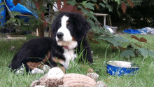 a dog laying in the grass next to a blue bowl