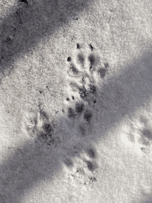 a close up of a snowy surface with a few footprints in it