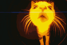 a close up of a cat 's face with a bright yellow light shining on it