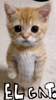 a small orange and white kitten is sitting on a carpet .