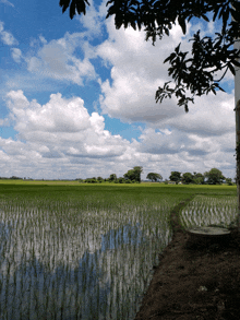 a lush green rice field with a tree in the foreground